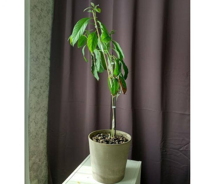 Особенности ухода за авокадо в домашних условиях: как вырастить, пересадить и правильно ухаживать, фото
