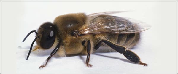 Роль трутней в пчелиной семье