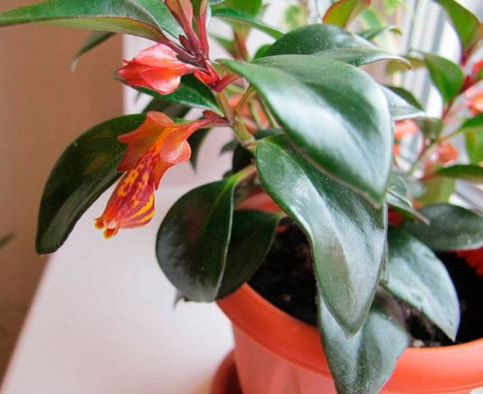 Нематантус — уход в домашних условиях за комнатным растением