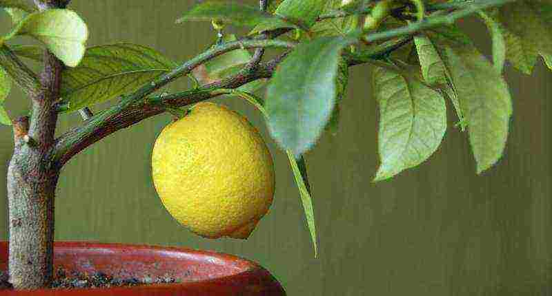 Как вырастить лимон из косточки: плодоносящий лимон дома — это реально!