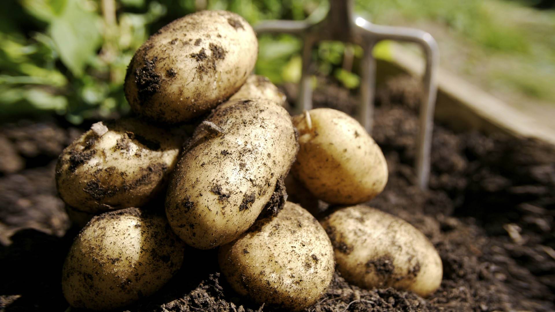 Какие удобрения лучше вносить при посадке картофеля: советы от мастеров-огородников