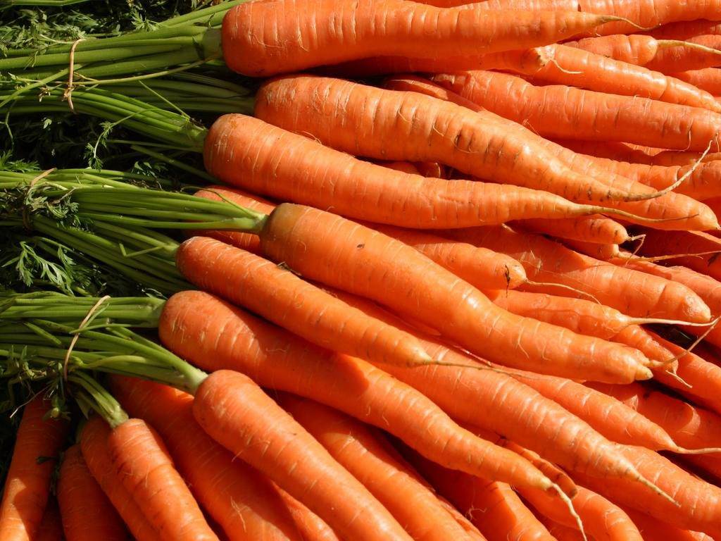 Когда выкапывать свеклу и морковь на хранение — конкретные даты для уборки урожая.