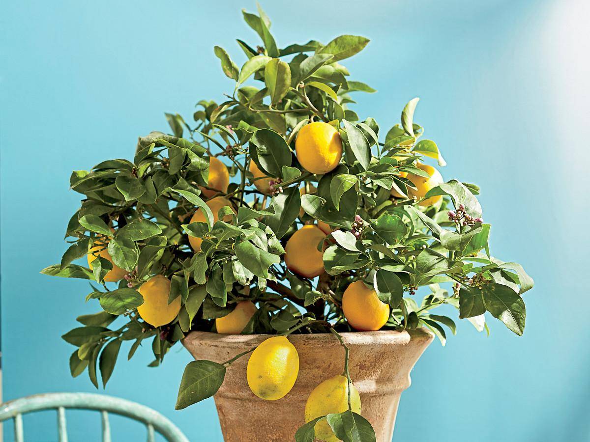 Как правильно обрезать домашний лимон