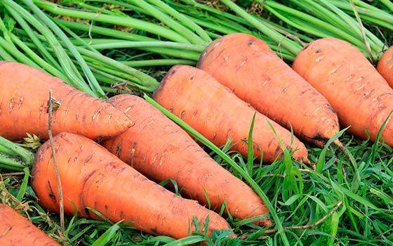 Пошаговая инструкция по выращиванию моркови с нуля