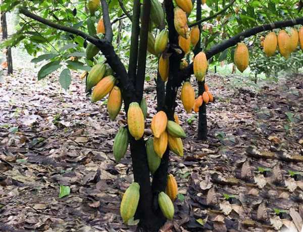 Где растет орех макадамия, чем он полезен? интересные факты и применение продукта