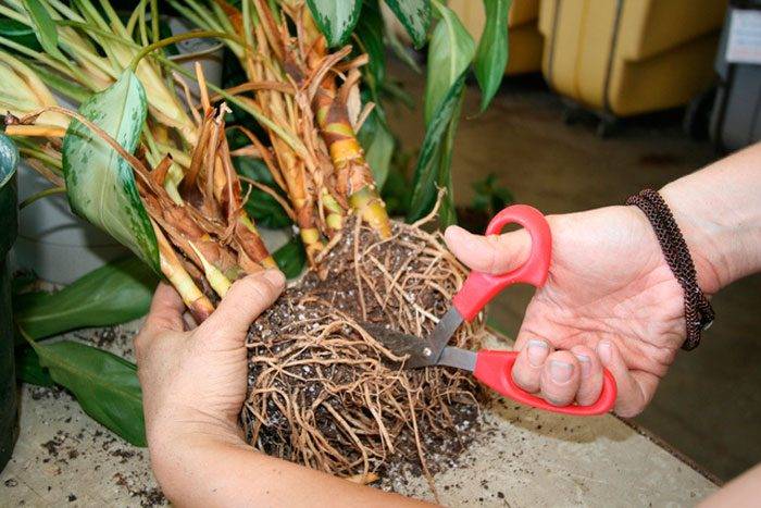 Выращиваем на комнатном подоконнике растение из тропиков аглаонему