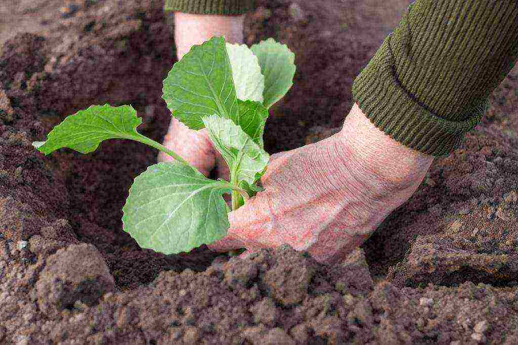 Белокочанная капуста: выращивание рассады из семян