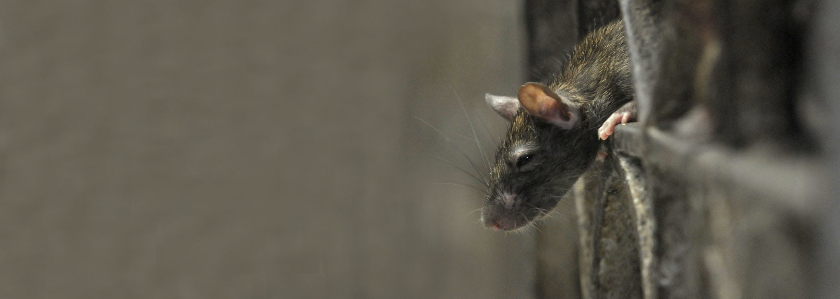 Как бороться с мышами на даче