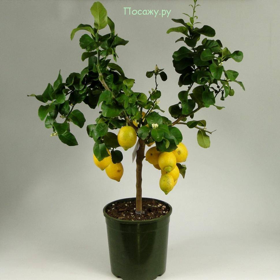 Можно ли привить лимон, чтобы он плодоносил в домашних условиях или открытом грунте и как это сделать правильно?