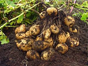 Урожай картофеля уже в конце июня (видео)