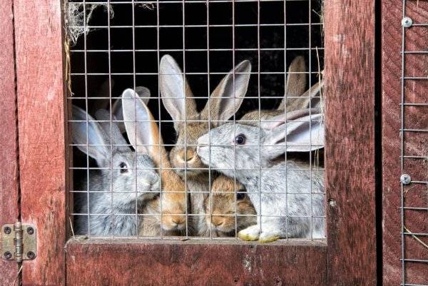 Разведение кроликов в яме: полезные советы для кролиководов