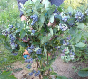 Голубика садовая – основы посадки, ухода и размножения