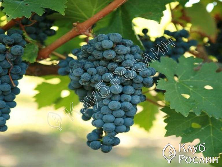 Как размножить дикий виноград