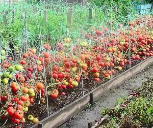 Способ выращивания помидоров в открытом грунте