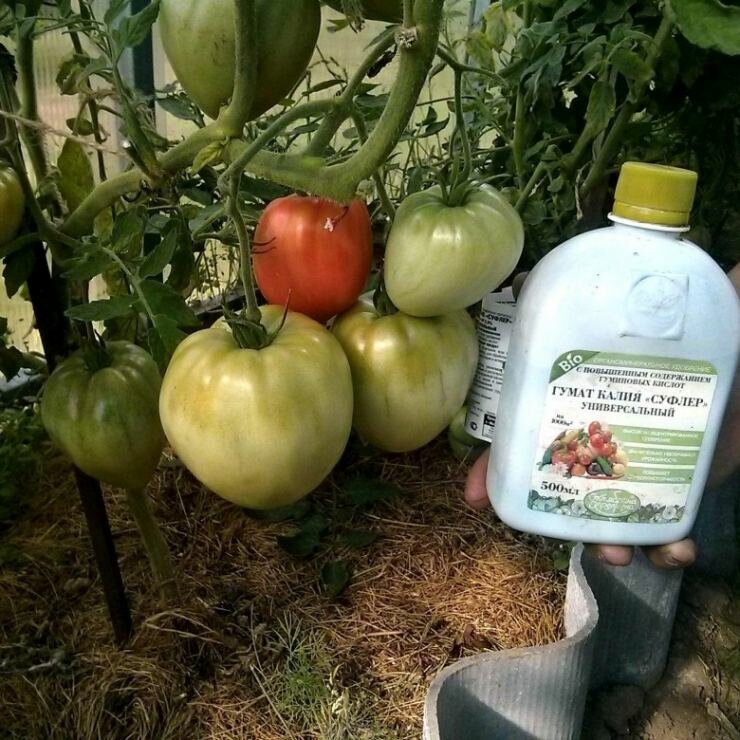 Хлорид калия – удобрение для плодоношения, состав и применение на огороде