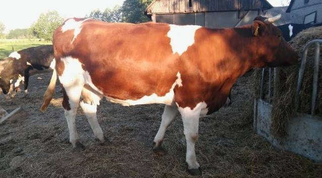Молочные коровы: содержание и уход в личном подсобном хозяйстве