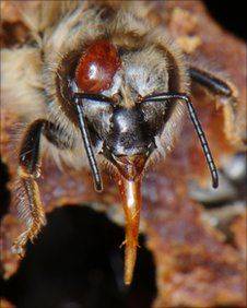 Обработка пчел бипином как профилактика варроатоза. особенности осенней обработки и инструкция