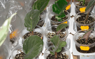 Как вырастить глоксинию из листа?