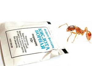 Борная кислота — враг муравьёв