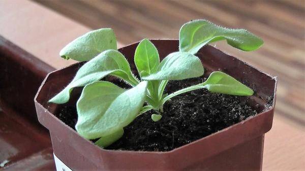 Как посеять петунию на рассаду: подготовка семян и правила выращивания
