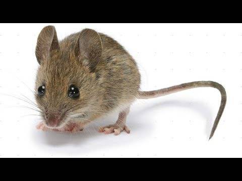 Эффективные средства против мышей на даче