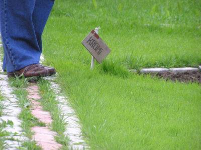 Как правильно посеять газонную траву: подготовка участка и посев