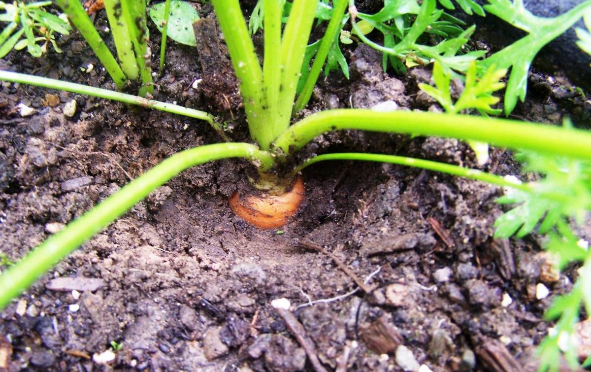 Как выращивать морковь в открытом грунте