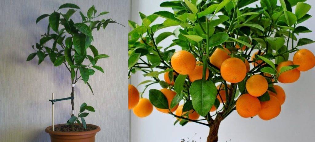 Как вырастить мандарин?