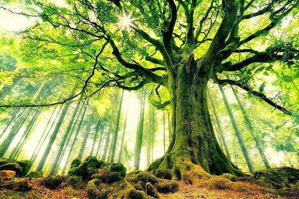 Украшение леса – величественное дерево бук