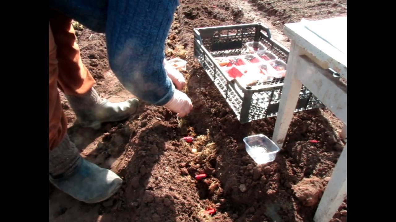 Весенняя посадка гладиолусов в открытый грунт: сроки высадки луковиц, основы ухода и выращивания