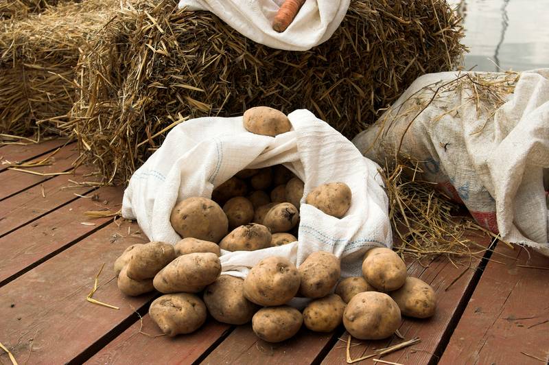 Как вырастить картофель под соломой или сеном: технология выращивания