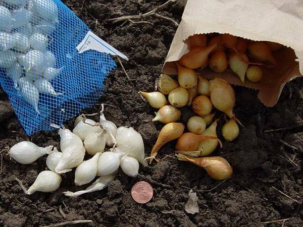 Когда и как сажать лук-севок в открытый грунт весной 2020