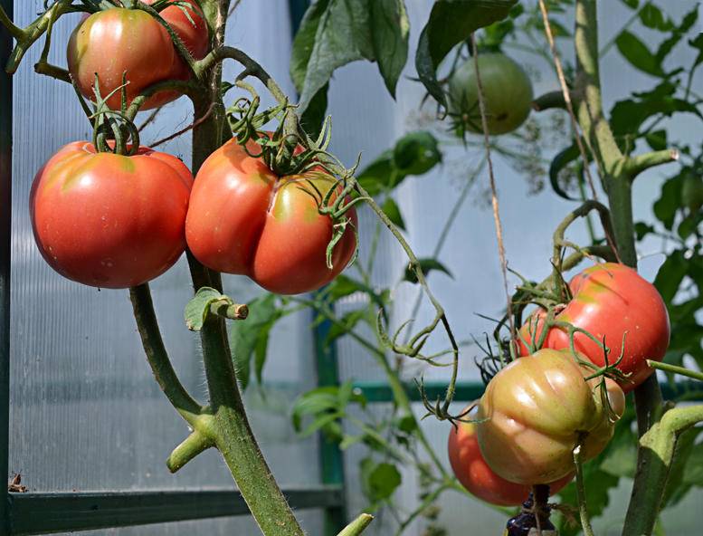 Секреты выращивания томатов розовый мед