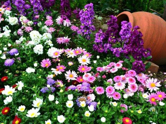 Многолетние цветы в саду и огороде: ирис, пион и хризантема