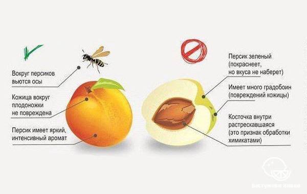 Польза и возможный вред персиков для здоровья человека