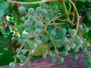 Милдью винограда: лечение и профилактика, меры борьбы