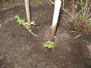 Как вырастить калину из семян, черенками, отводками в домашних условиях