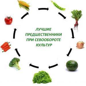 Севооборот овощных культур на дачном участке (таблица)