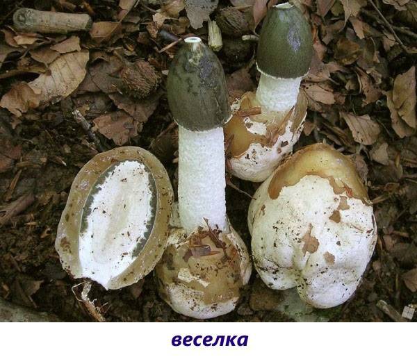 Съедобные грибы: название, фото и описание съедобных видов