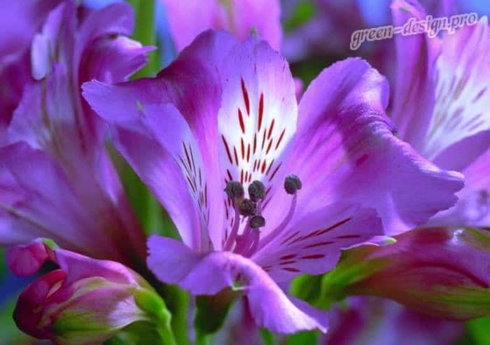 Цветы альстромерия: фото и описание