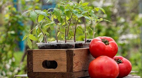 Выращивание рассады, подкормка и пересадка томатов в домашних условия