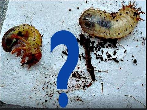 Майский жук: как бороться с хрущом (средства)
