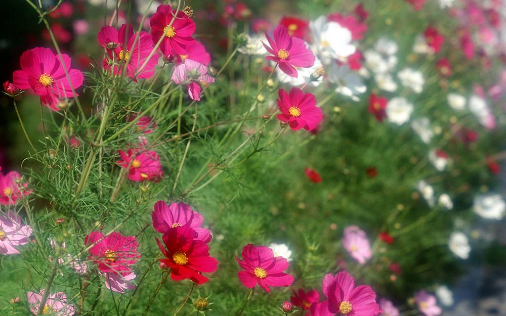 Выращивание космеи из семян: когда сажать и фото цветов