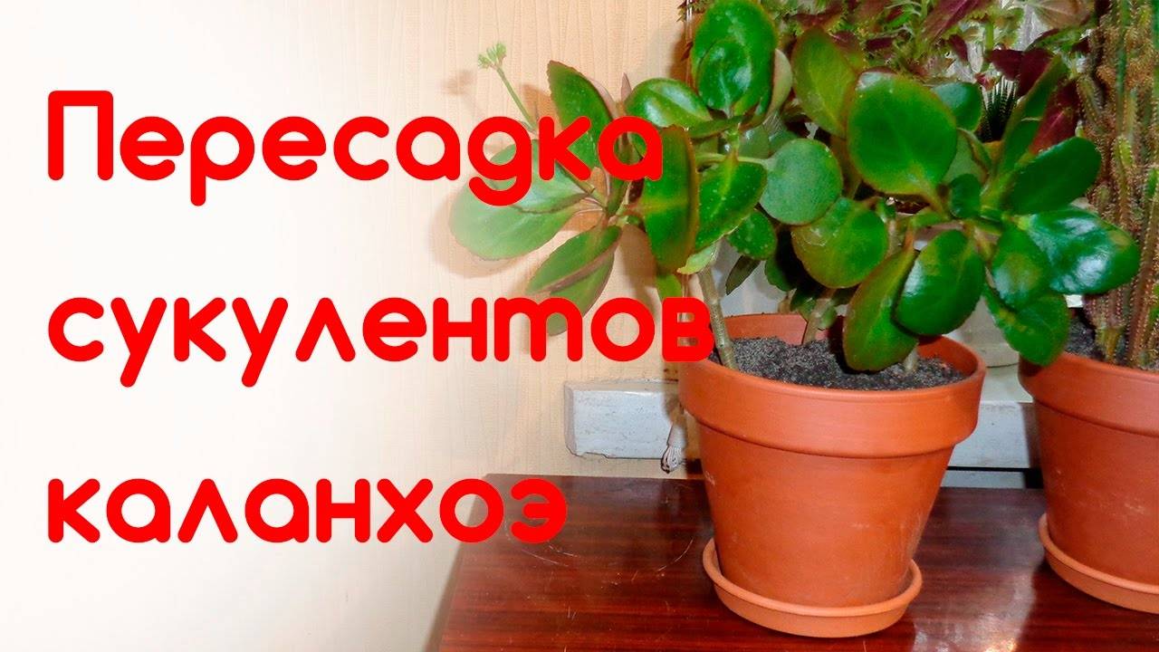 Как пересадить каланхоэ?