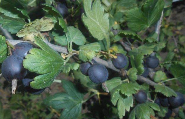 Выращивание йошта — гибрид смородины и крыжовника