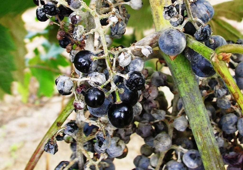 Оидиум винограда: описание болезни и меры борьбы с настоящей мучнистой росой