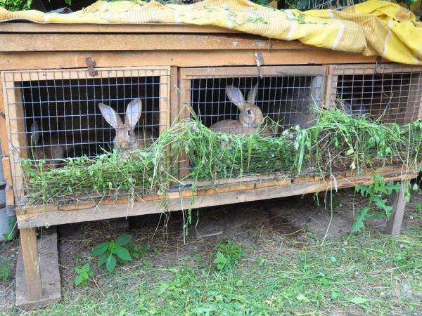 Шедовое содержание кроликов — размеры шеда, освещение, видео