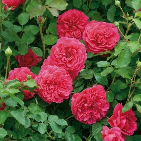 Английские розы остина: описание и уход в саду