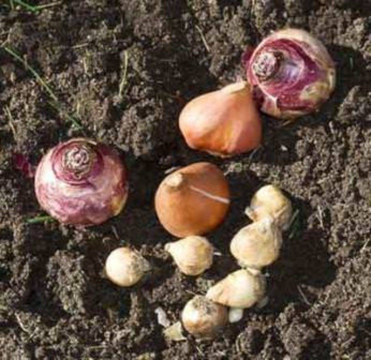 Как правильно хранят луковицы гиацинта после цветения