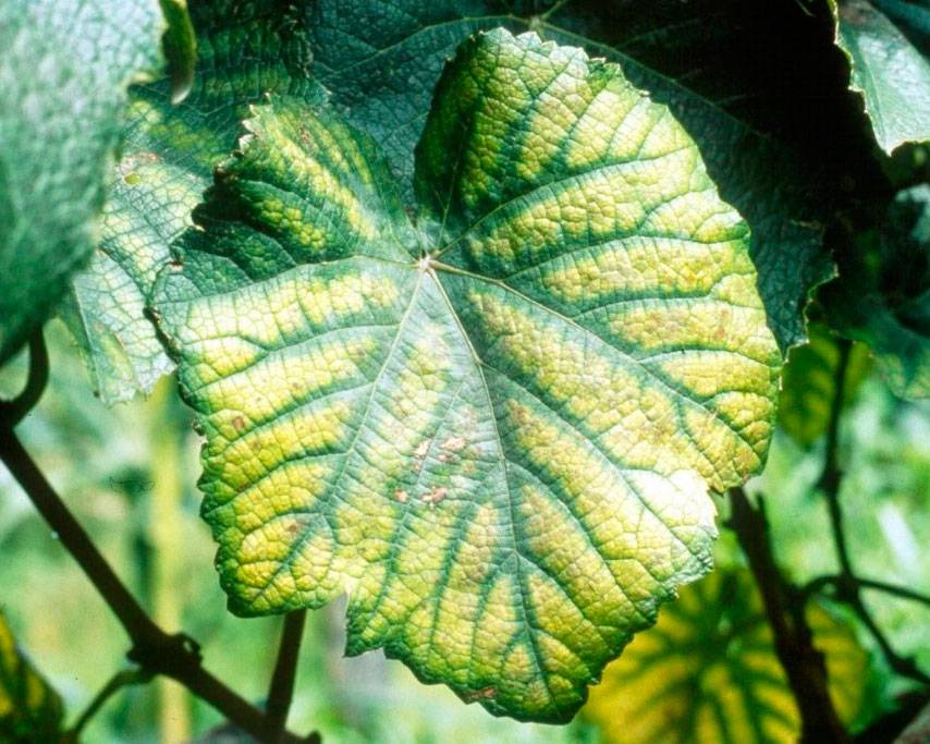 Хлороз винограда: как распознать причины и вылечить без вреда для растения